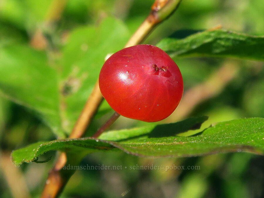 double honeysuckle berry (Lonicera conjugialis) [Deadfall Lakes Trail, Shasta-Trinity National Forest, Trinity County, California]