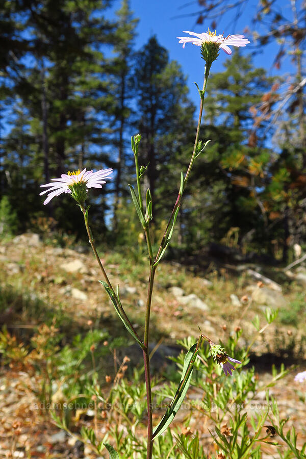 aster (Symphyotrichum sp. (Aster sp.)) [Deadfall Lakes Trail, Shasta-Trinity National Forest, Trinity County, California]