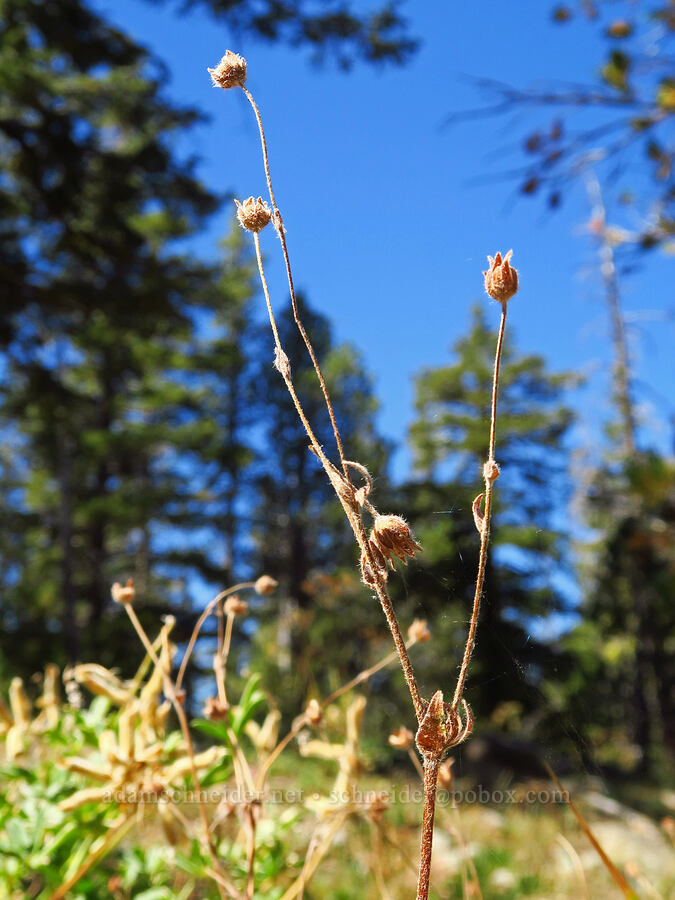 Brewer's cinquefoil, gone to seed (Potentilla breweri (Potentilla drummondii ssp. breweri)) [Deadfall Lakes Trail, Shasta-Trinity National Forest, Trinity County, California]