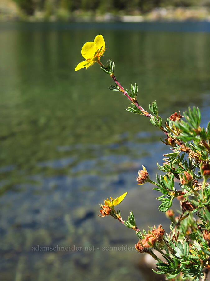 shrubby cinquefoil (Dasiphora fruticosa (Potentilla fruticosa)) [Deadfall Lakes Basin, Shasta-Trinity National Forest, Trinity County, California]