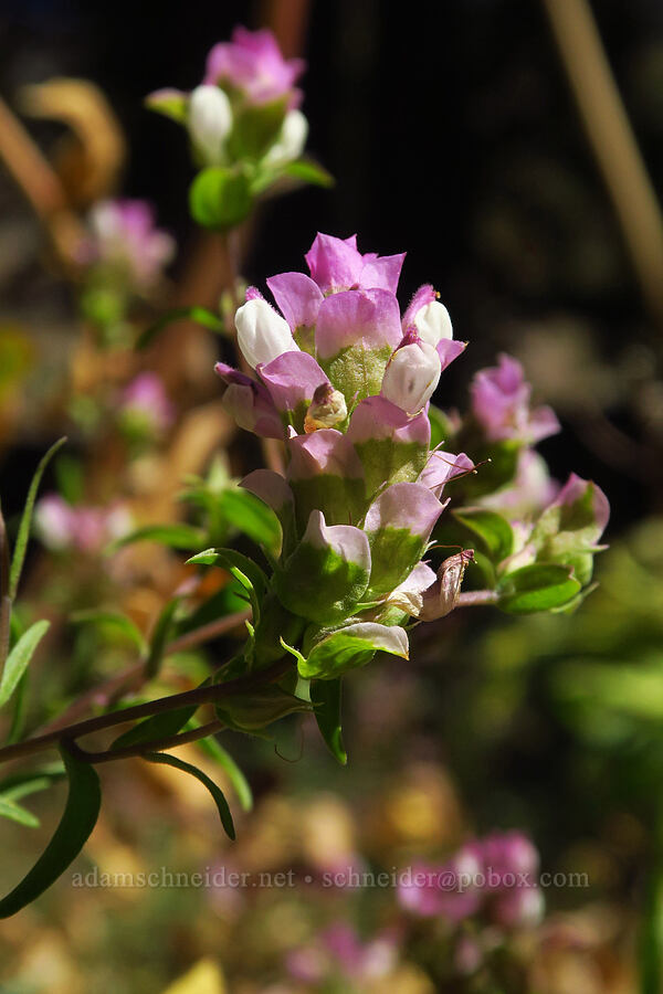 Copeland's owl-clover (Orthocarpus cuspidatus ssp. copelandii) [Deadfall Lakes Basin, Shasta-Trinity National Forest, Trinity County, California]