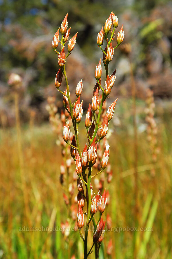 California bog asphodel, going to seed (Narthecium californicum) [Deadfall Lakes Basin, Shasta-Trinity National Forest, Trinity County, California]