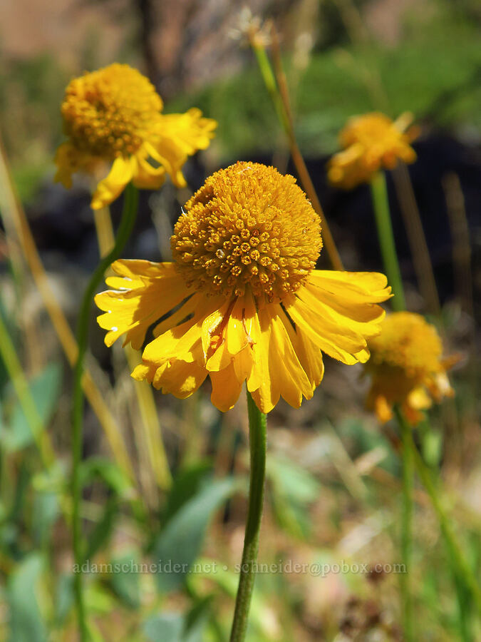 Bigelow's sneezeweed (Helenium bigelovii) [Deadfall Lakes Basin, Shasta-Trinity National Forest, Trinity County, California]