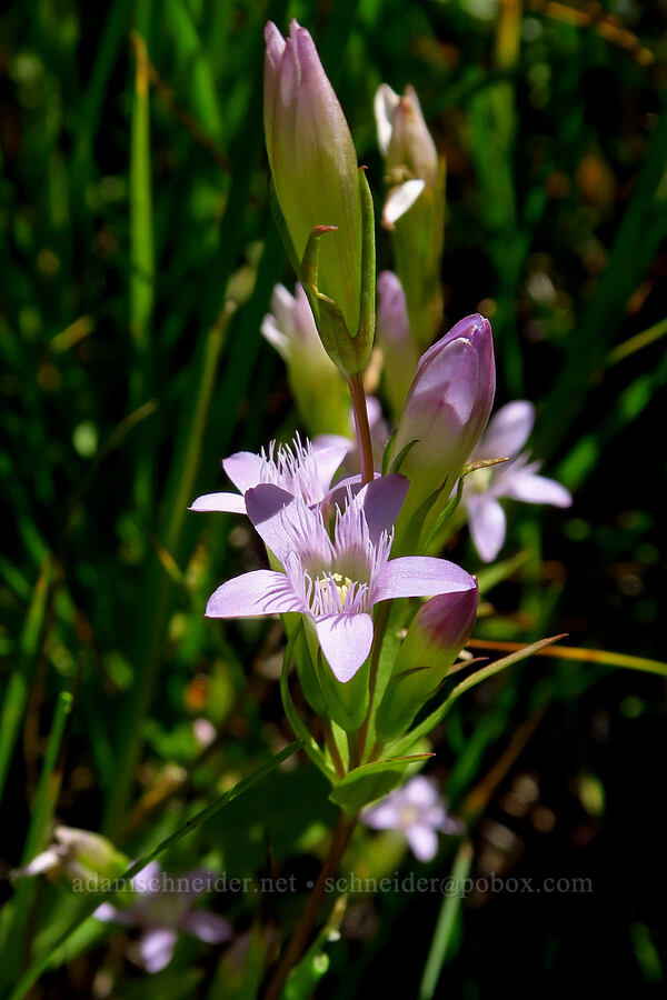 autumn dwarf gentian (Gentianella amarella (Gentiana amarella)) [Deadfall Lakes Basin, Shasta-Trinity National Forest, Trinity County, California]