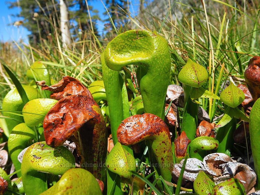 California pitcher plants (Darlingtonia californica) [Deadfall Lakes Basin, Shasta-Trinity National Forest, Trinity County, California]