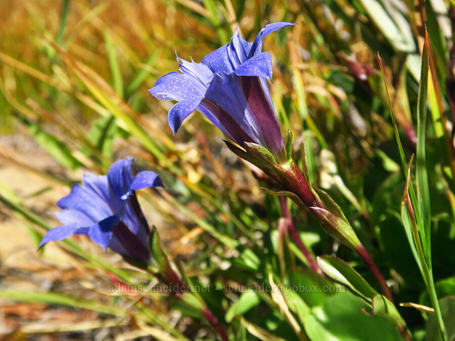 Newberry's gentian (Gentiana newberryi var. newberryi) [Deadfall Lakes Basin, Shasta-Trinity National Forest, Trinity County, California]