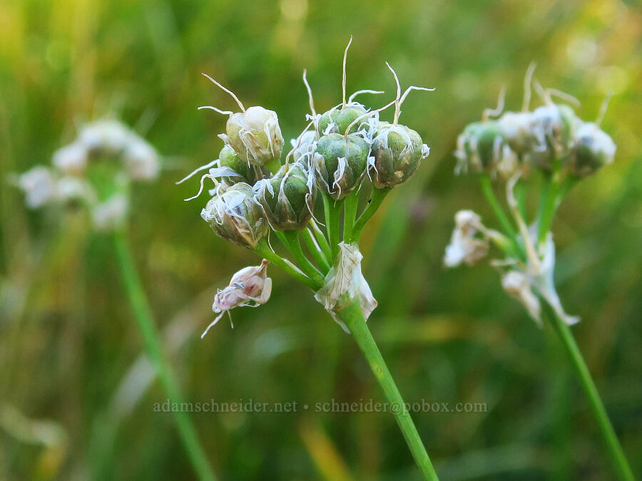 swamp onion, going to seed (Allium validum) [Deadfall Lakes Basin, Shasta-Trinity National Forest, Trinity County, California]