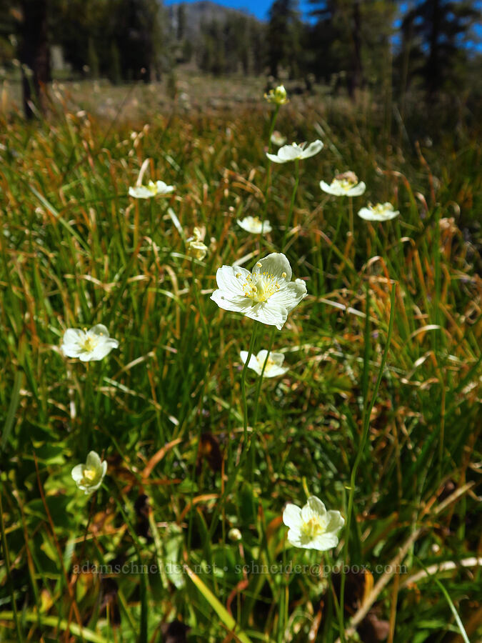 marsh grass-of-Parnassus (Parnassia palustris (Parnassia californica)) [Deadfall Lakes Basin, Shasta-Trinity National Forest, Trinity County, California]