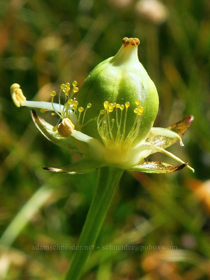 marsh grass-of-Parnassus, going to seed (Parnassia palustris (Parnassia californica)) [Deadfall Lakes Basin, Shasta-Trinity National Forest, Trinity County, California]