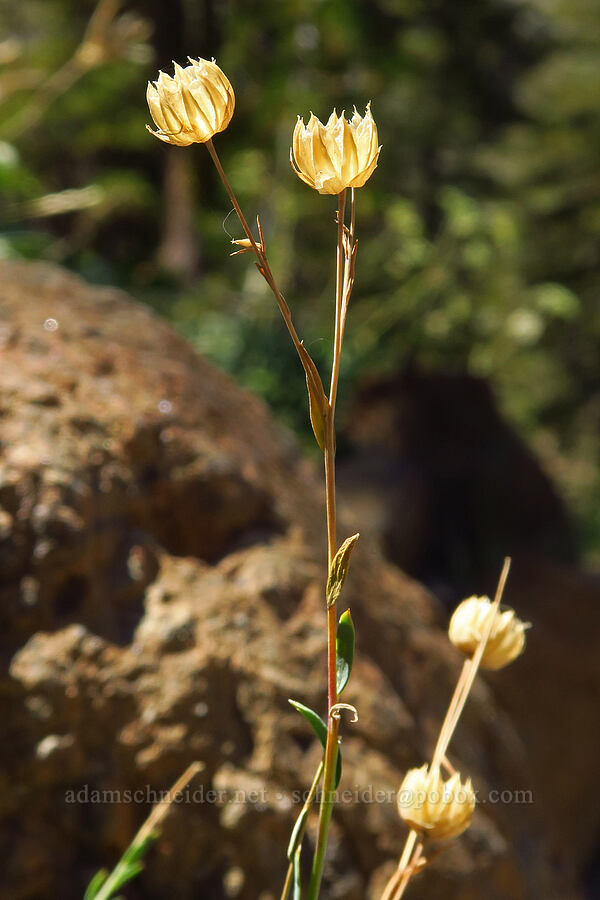 blue flax, gone to seed (Linum lewisii (Linum perenne var. lewisii)) [Deadfall Lakes Trail, Shasta-Trinity National Forest, Trinity County, California]