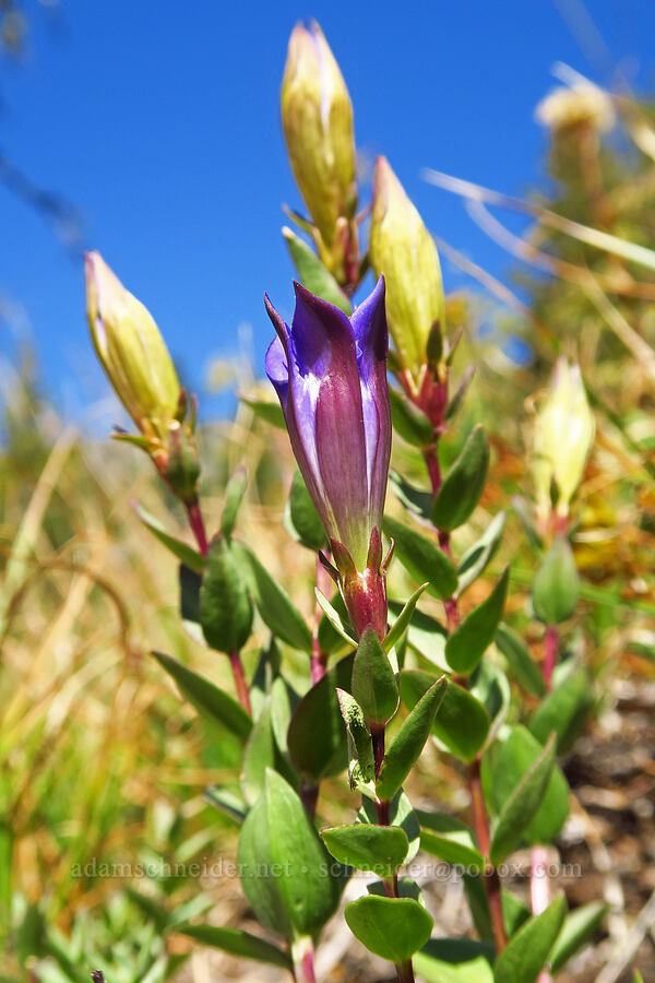 explorer's gentian (Gentiana calycosa) [Deadfall Lakes Trail, Shasta-Trinity National Forest, Trinity County, California]