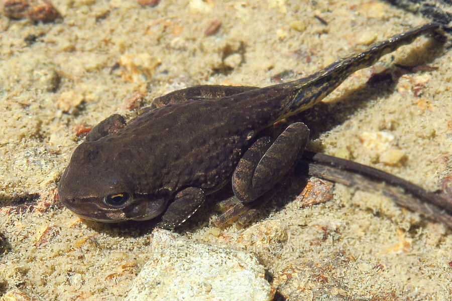 dark chorus frog with a tail (Pseudacris regilla) [Deadfall Lakes Trail, Shasta-Trinity National Forest, Trinity County, California]