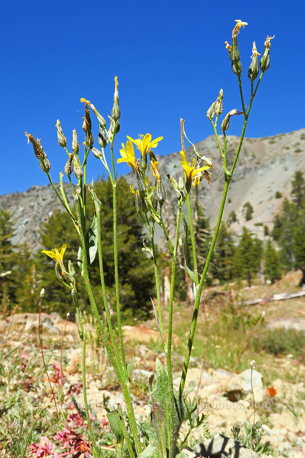 naked-stem hawksbeard (Crepis pleurocarpa) [Deadfall Lakes Trail, Shasta-Trinity National Forest, Trinity County, California]