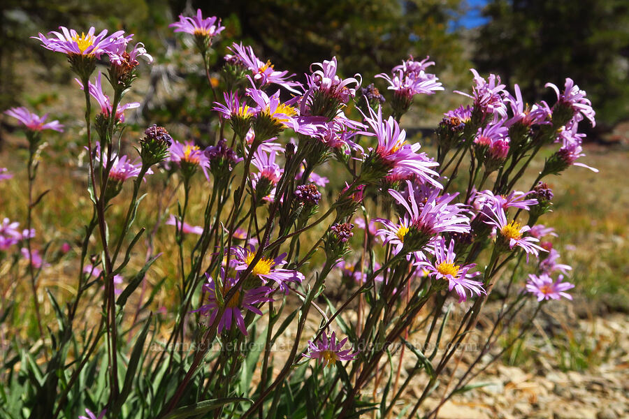 asters (Symphyotrichum sp. (Aster sp.)) [Deadfall Lakes Trail, Shasta-Trinity National Forest, Trinity County, California]