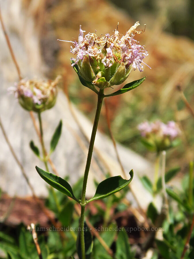 pale coyote mint, fading (Monardella odoratissima ssp. pallida) [Deadfall Lakes Trail, Shasta-Trinity National Forest, Trinity County, California]