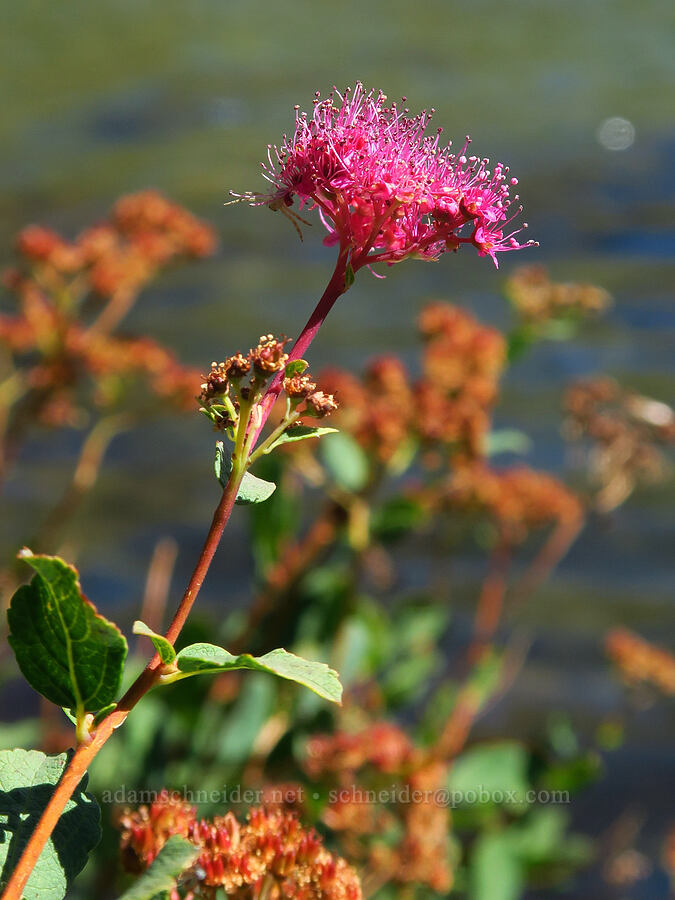 subalpine spirea (Spiraea splendens (Spiraea densiflora)) [Deadfall Lakes Basin, Shasta-Trinity National Forest, Trinity County, California]