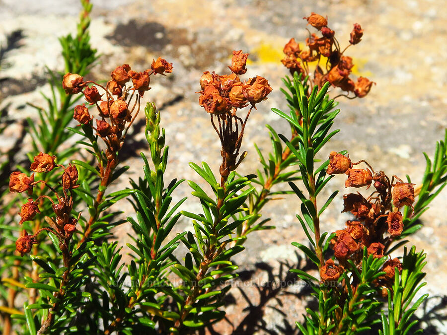 pink mountain heather, going to seed (Phyllodoce empetriformis) [Deadfall Lakes Basin, Shasta-Trinity National Forest, Trinity County, California]