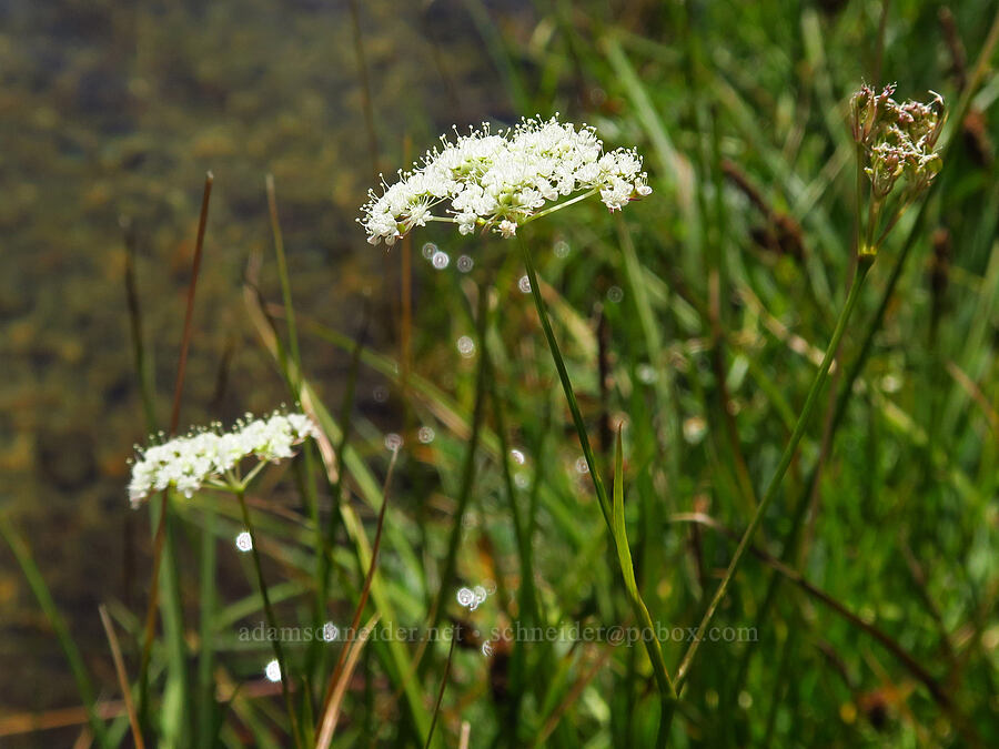 Parish's yampah (Perideridia parishii) [Deadfall Lakes Basin, Shasta-Trinity National Forest, Trinity County, California]