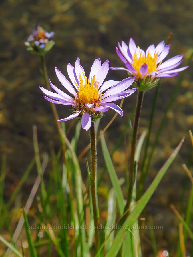 tundra asters (Oreostemma alpigenum var. andersonii (Aster alpigenus)) [Deadfall Lakes Basin, Shasta-Trinity National Forest, Trinity County, California]