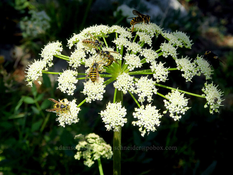 woolly angelica & yellow-jacket wasps (Angelica tomentosa, Dolichovespula arenaria) [Deadfall Lakes Basin, Shasta-Trinity National Forest, Trinity County, California]