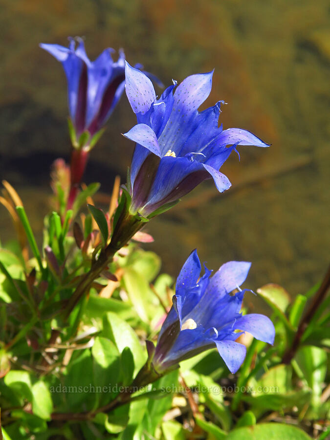 Newberry's gentian (Gentiana newberryi var. newberryi) [Deadfall Lakes Basin, Shasta-Trinity National Forest, Trinity County, California]