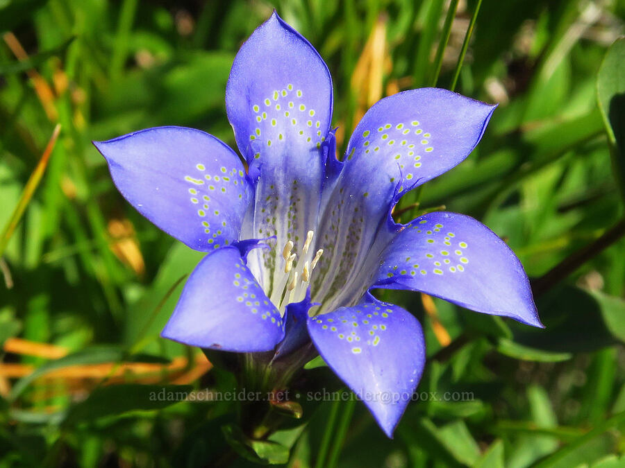 explorer's gentian with 6 petals (Gentiana calycosa) [Deadfall Lakes Basin, Shasta-Trinity National Forest, Trinity County, California]