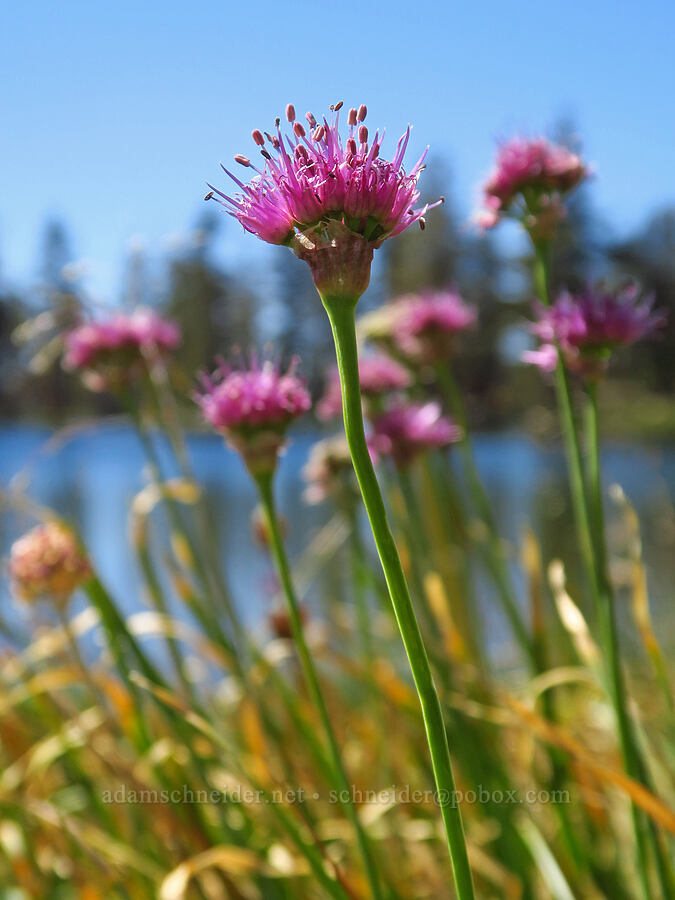 swamp onions (Allium validum) [Deadfall Lakes Basin, Shasta-Trinity National Forest, Trinity County, California]