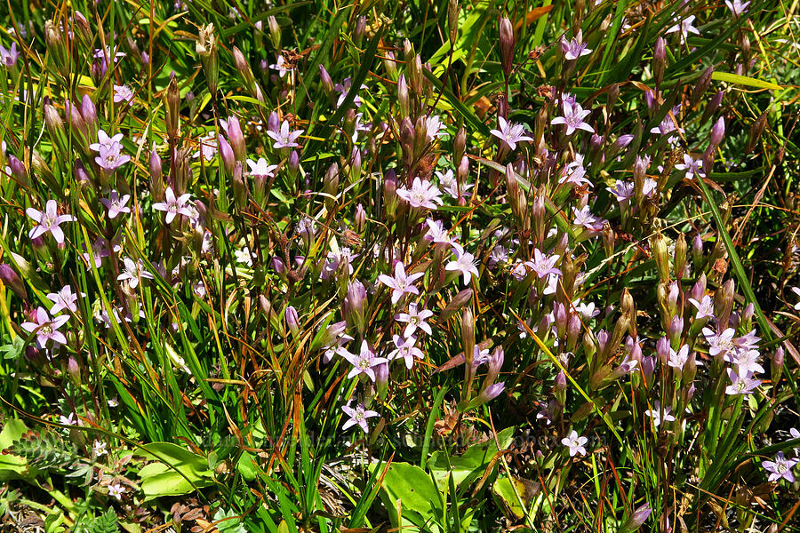 autumn dwarf gentians (Gentianella amarella (Gentiana amarella)) [Deadfall Lakes Basin, Shasta-Trinity National Forest, Trinity County, California]