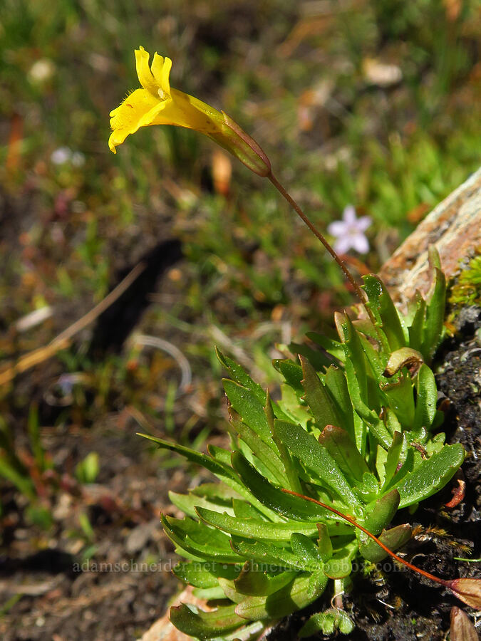 linear-leaf primrose monkeyflower (Erythranthe linearifolia (Mimulus primuloides var. linearifolius)) [Deadfall Lakes Basin, Shasta-Trinity National Forest, Trinity County, California]