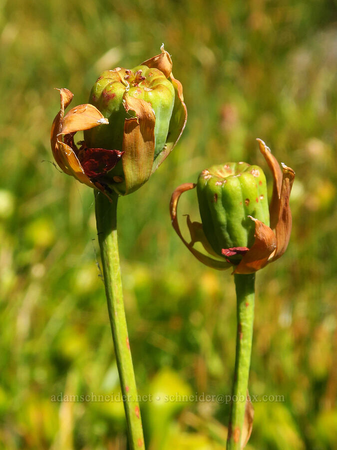 California pitcher plants, going to seed (Darlingtonia californica) [Deadfall Lakes Basin, Shasta-Trinity National Forest, Trinity County, California]