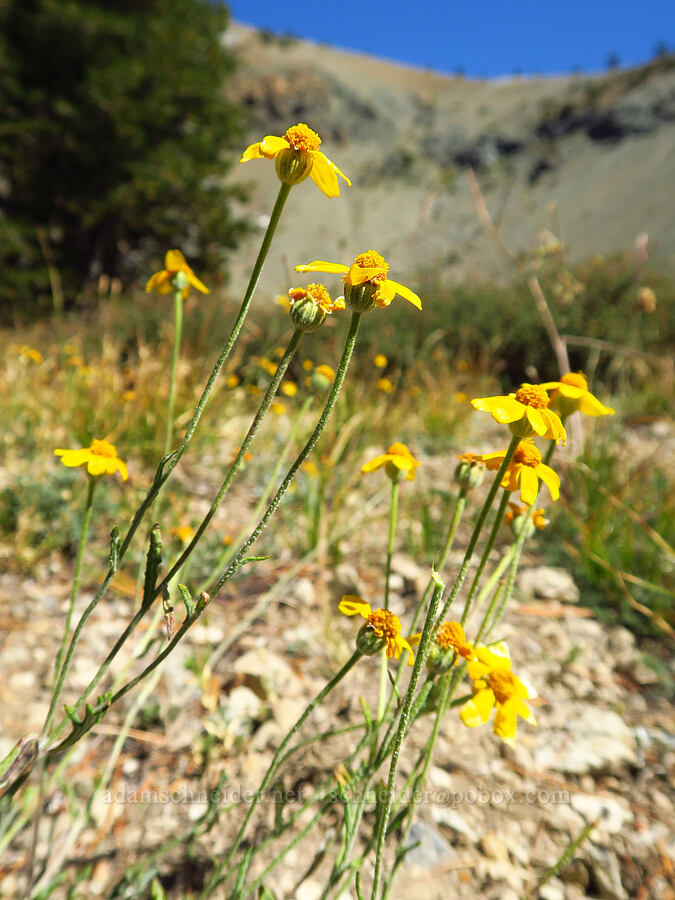 Oregon sunshine (Eriophyllum lanatum) [Deadfall Lakes Basin, Shasta-Trinity National Forest, Trinity County, California]