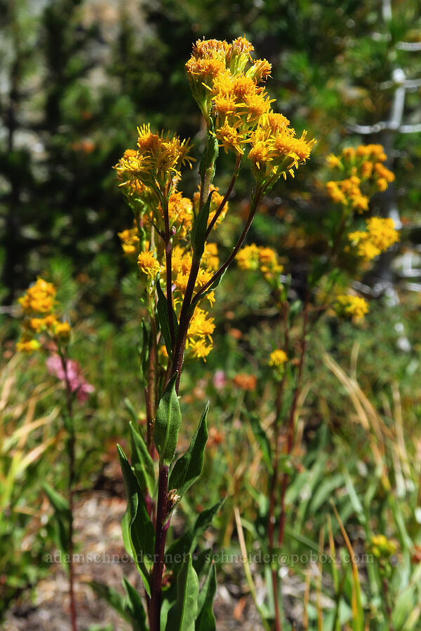 showy goldenrod (Solidago spectabilis) [Deadfall Lakes Basin, Shasta-Trinity National Forest, Trinity County, California]