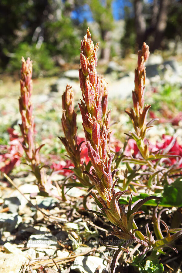 cobwebby paintbrush (Castilleja arachnoidea) [Deadfall Lakes Trail, Shasta-Trinity National Forest, Trinity County, California]