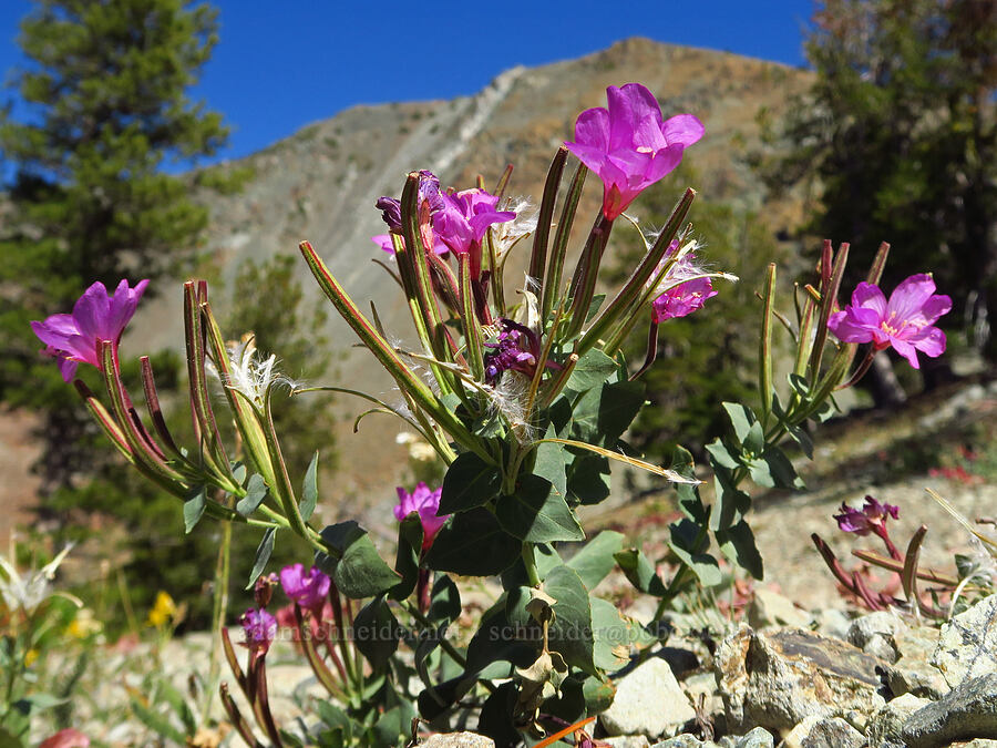 Siskiyou willow-herb (Epilobium siskiyouense) [Deadfall Lakes Trail, Shasta-Trinity National Forest, Trinity County, California]