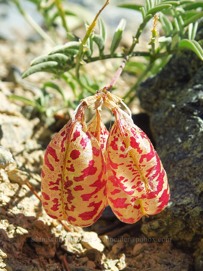 Siskiyou balloon-pod milk-vetch pods (Astragalus whitneyi var. siskiyouensis) [Deadfall Lakes Trail, Shasta-Trinity National Forest, Trinity County, California]