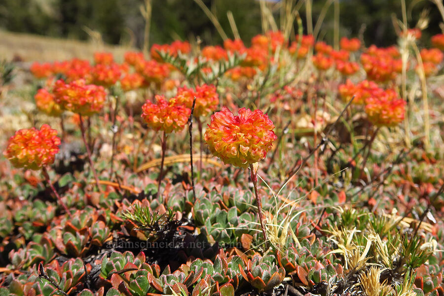 Siskiyou buckwheat (Eriogonum siskiyouense) [Mt. Eddy Trail, Shasta-Trinity National Forest, Trinity County, California]