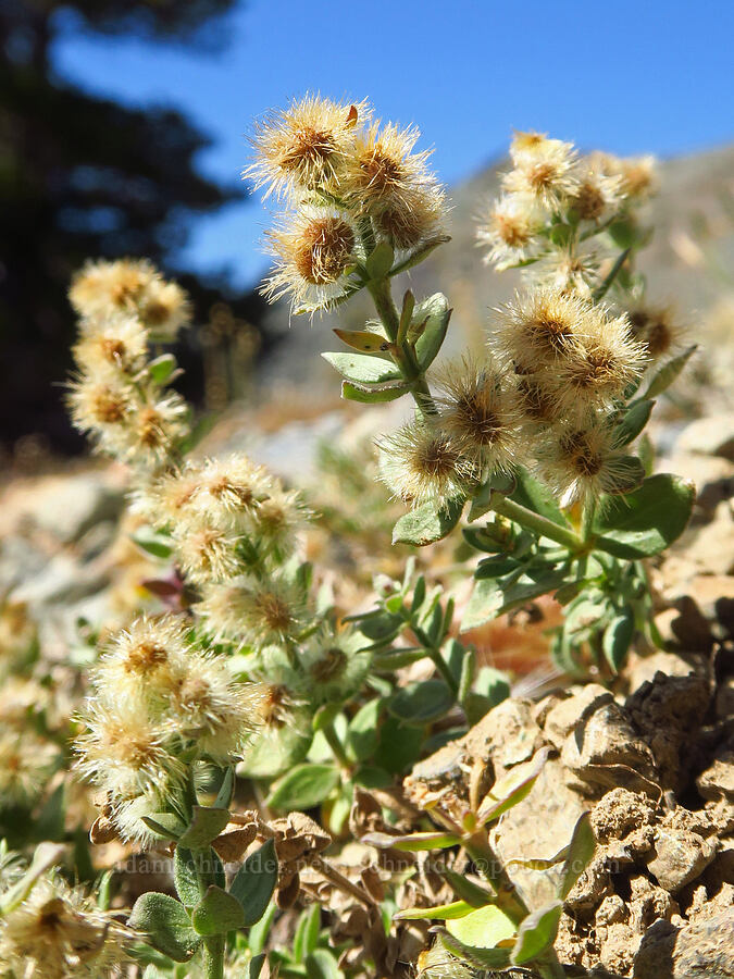 bedstraw (Galium sp.) [Mt. Eddy Trail, Shasta-Trinity National Forest, Siskiyou County, California]