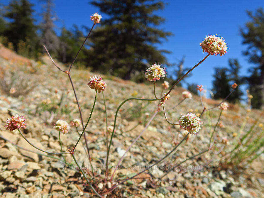 bare-stem buckwheat (Eriogonum nudum var. nudum) [Mt. Eddy Trail, Shasta-Trinity National Forest, Siskiyou County, California]