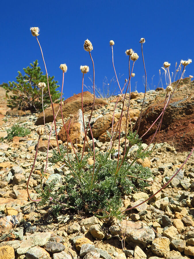 Drummond's anemone, gone to seed (Anemone drummondii) [Mt. Eddy Trail, Shasta-Trinity National Forest, Trinity County, California]