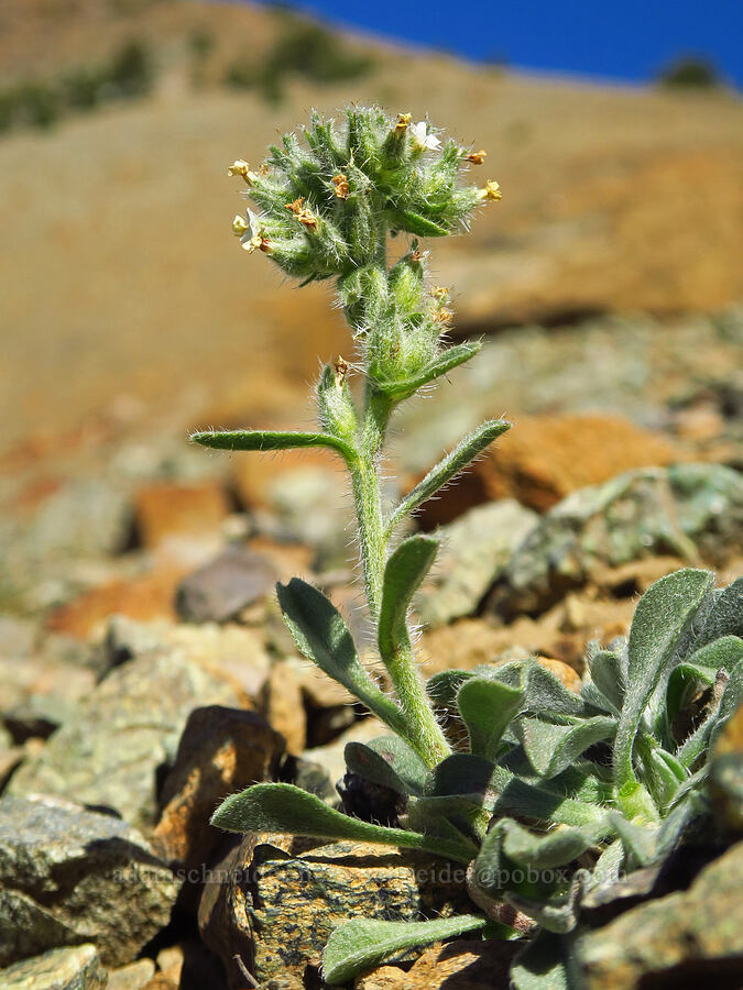 Crater Lake cryptantha (Oreocarya subretusa (Cryptantha subretusa)) [Mt. Eddy Trail, Shasta-Trinity National Forest, Trinity County, California]