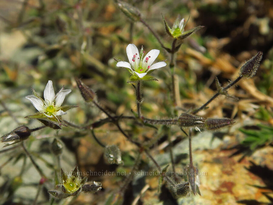 Nuttall's sandwort (Minuartia nuttallii var. gregaria (Sabulina nuttallii var. gregaria) (Arenaria nuttallii var. gregaria)) [Mt. Eddy Trail, Shasta-Trinity National Forest, Trinity County, California]