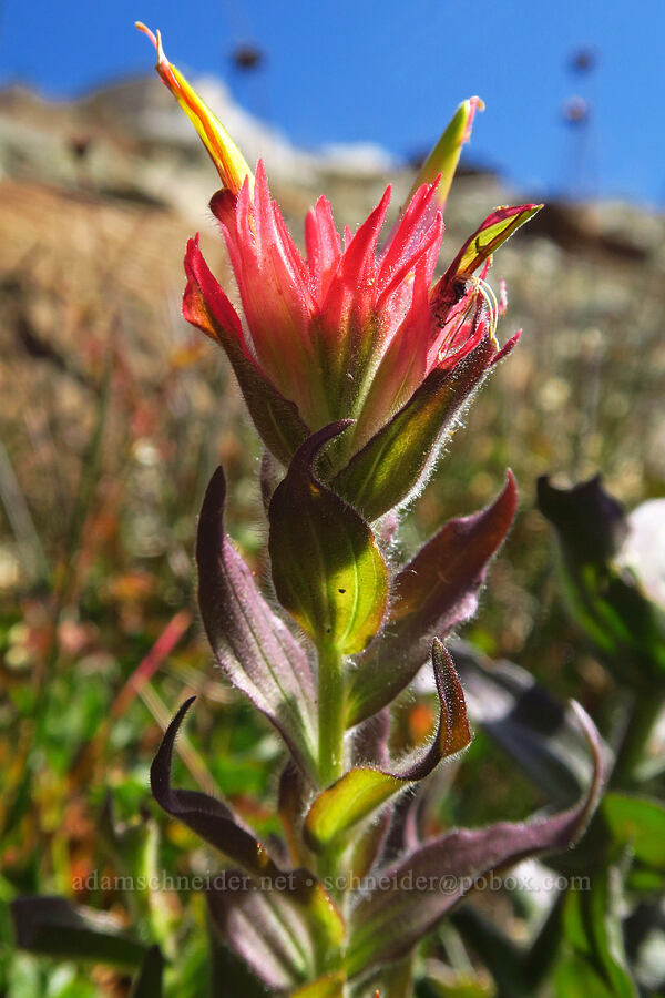 wavy-leaf paintbrush with non-wavy leaves (Castilleja applegatei var. pinetorum) [Mt. Eddy Trail, Shasta-Trinity National Forest, Trinity County, California]