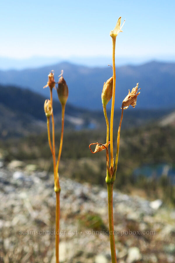 alpine shooting-star, going to seed (Dodecatheon alpinum (Primula tetrandra)) [Mt. Eddy Trail, Shasta-Trinity National Forest, Trinity County, California]