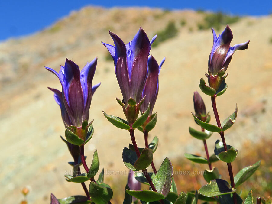 explorer's gentian (Gentiana calycosa) [Mt. Eddy Trail, Shasta-Trinity National Forest, Trinity County, California]