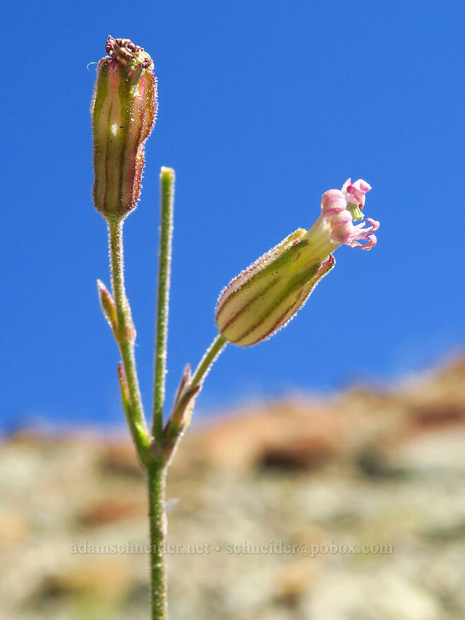 Gray's catchfly, fading (Silene grayi) [Mt. Eddy Trail, Shasta-Trinity National Forest, Trinity County, California]