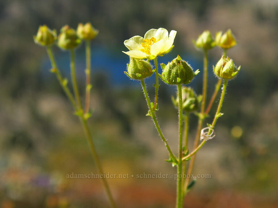 Austin's sticky cinquefoil (?) (Drymocallis lactea var. austiniae (Potentilla glandulosa var. austiniae)) [Mt. Eddy Trail, Shasta-Trinity National Forest, Trinity County, California]