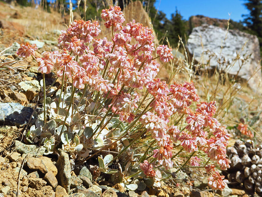 buckwheat (which?) (Eriogonum sp.) [Mt. Eddy Trail, Shasta-Trinity National Forest, Siskiyou County, California]