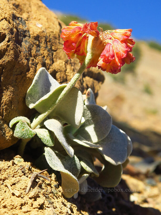 Trinity buckwheat (Eriogonum alpinum) [Mt. Eddy Trail, Shasta-Trinity National Forest, Siskiyou County, California]