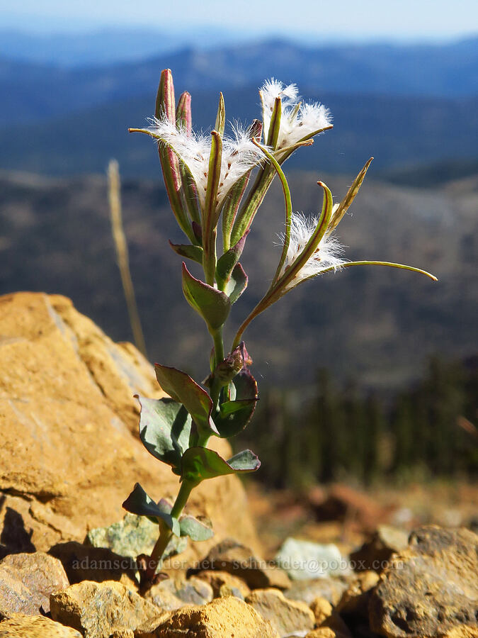 Siskiyou willow-herb, gone to seed (Epilobium siskiyouense) [Mt. Eddy Trail, Shasta-Trinity National Forest, Siskiyou County, California]