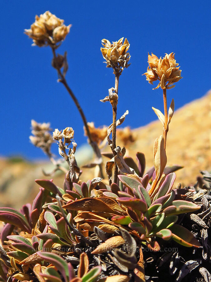 pincushion penstemon, gone to seed (Penstemon procerus var. formosus) [Mt. Eddy Trail, Shasta-Trinity National Forest, Siskiyou County, California]